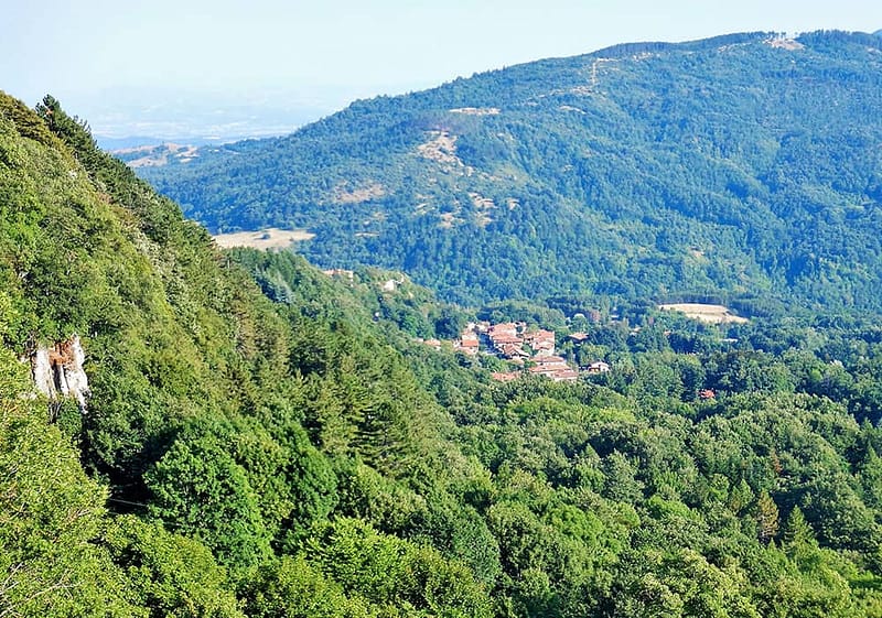 The Casentinesi Forest